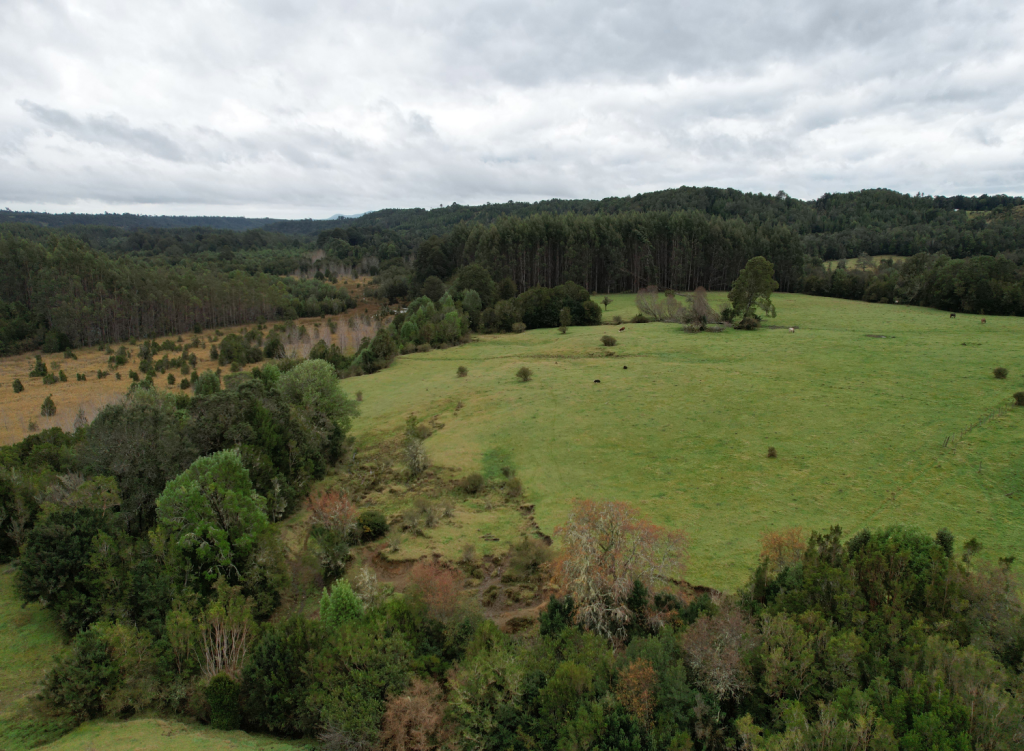 bosque nativo con derecho de conservación