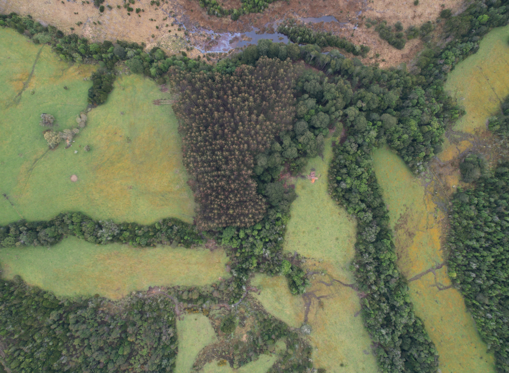 pionero en reforestación y restauración de bosque nativo