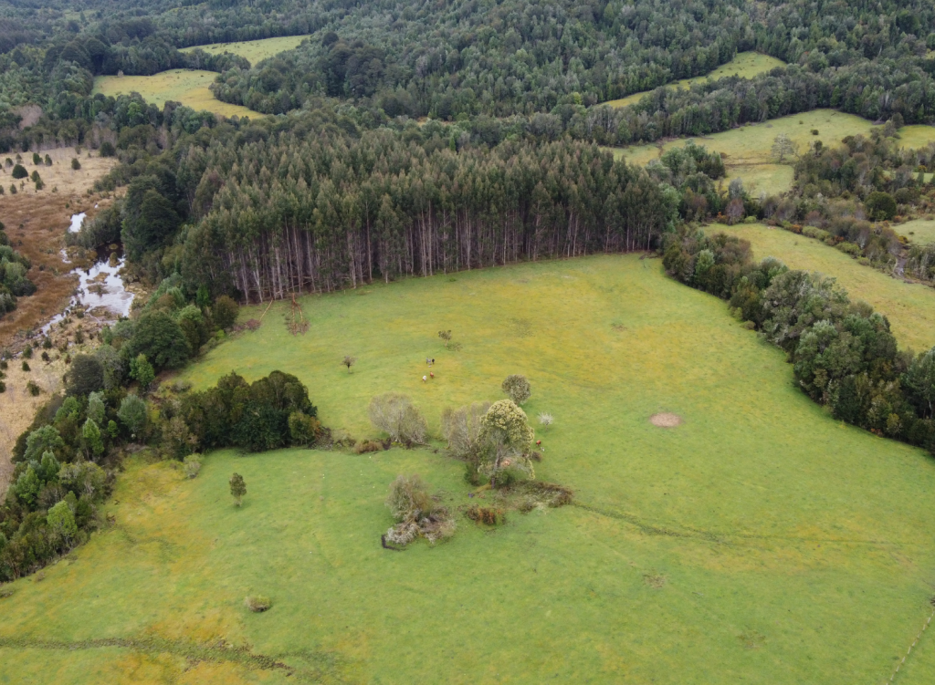 bosque nativo con derecho de conservación